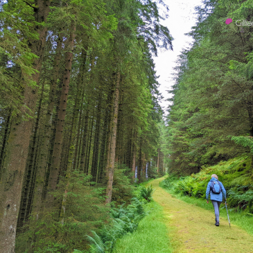 My mum walking along a mossy trail through the forest in Barr