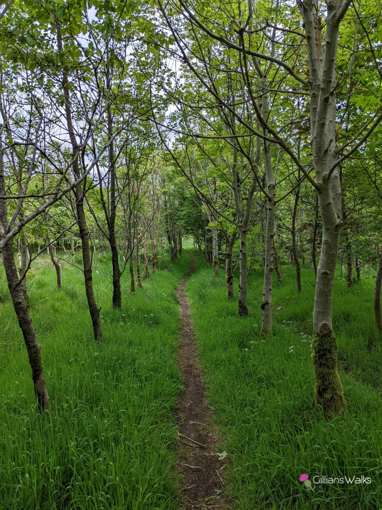 Narrow footpath lined with young trees
