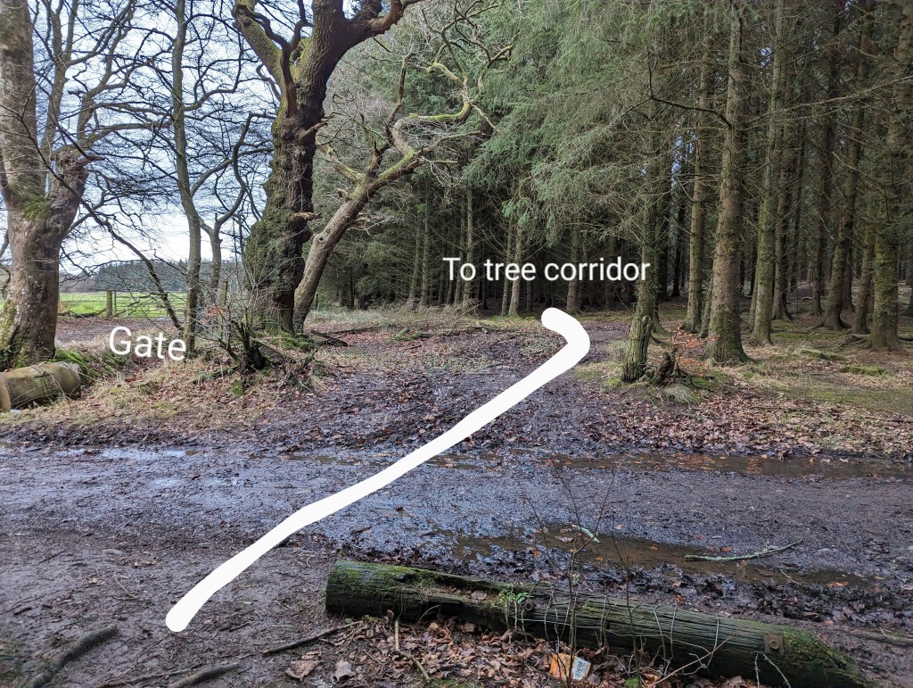Illustrated photo showing route across boggy ground into tree corridor